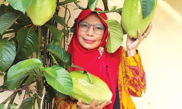 Pohon Markisa Sang Pemberian Buah Segar Dengan Nama Aneh Turnbackhoaksid 7500